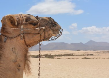 Will ‘Take Me Out’ Remove Camel Rides From Future Episodes?