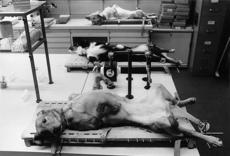 This Must Stop Cambridge Facility Breeds Dogs for Painful Experiments