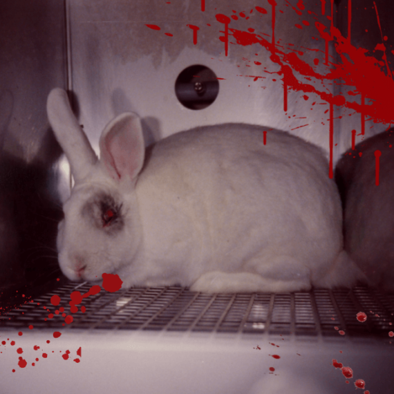Speak Up for Rabbits Facing Horrific Suffering
