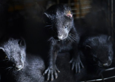 Escada Is Supporting Extreme Cruelty to Animals for Fur – Act Now