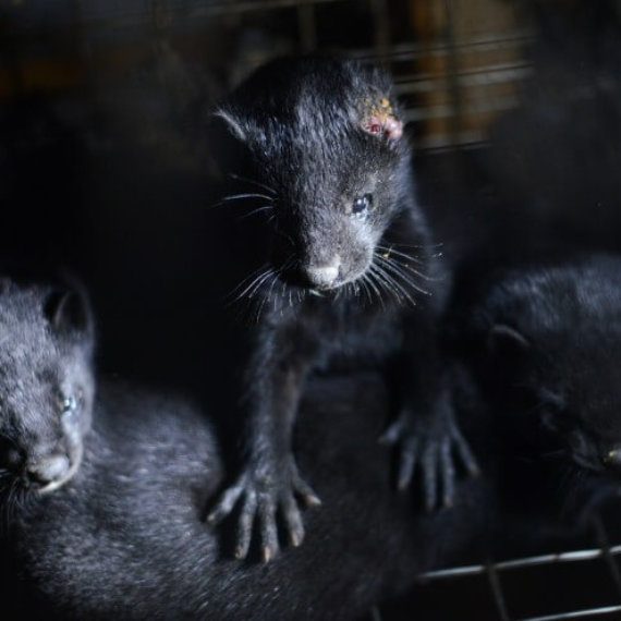Escada Is Supporting Extreme Cruelty to Animals for Fur – Act Now