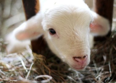 VIDEO: Fashion Influencers Meet Rescued Lambs