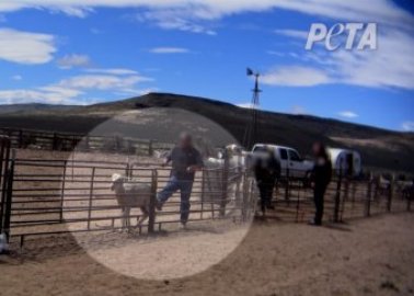 PETA US Video: Sheep Kicked, Hit, and Shoved for ‘Sustainable’ Wool