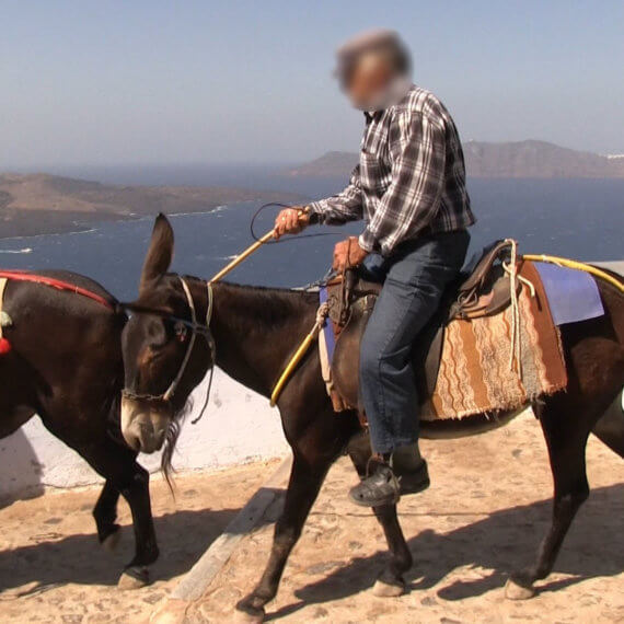 Suffering of Donkeys and Mules on Santorini Continues – Help Them Now!