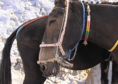 Watch This Footage From Santorini: Donkeys and Mules Are Still Being Abused!