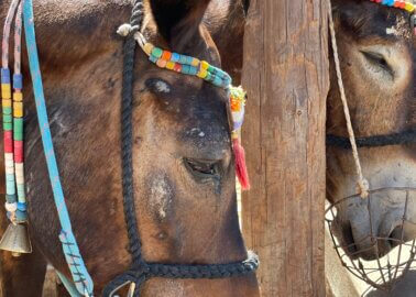 New Exposé: Donkeys With Untreated Wounds on Santorini