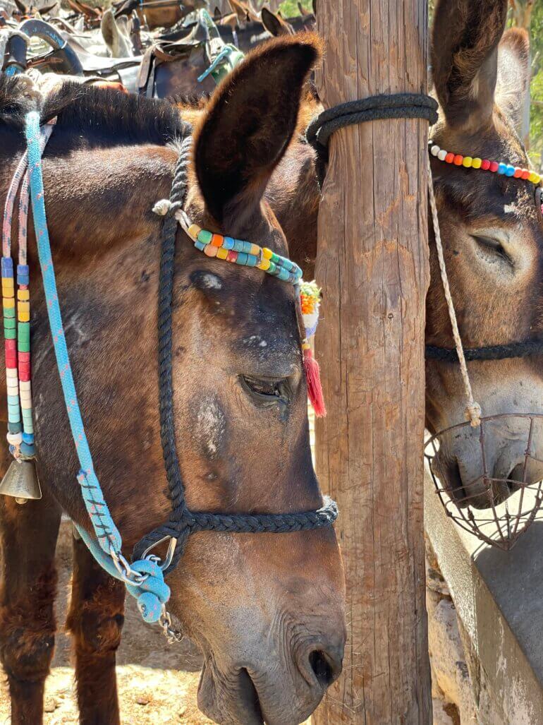 2022 07 17 Esel Santorini 0506 Donkeys PETA Germany Investigation