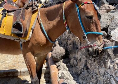 Heatwave Prompts Call for Santorini Donkey Ride Ban