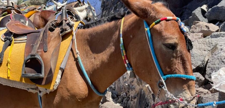 Heatwave Activates Name for Santorini Donkey Journey Ban