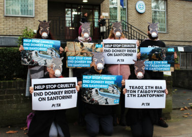 PETA Supporters Call For an End to Cruel Donkey Rides