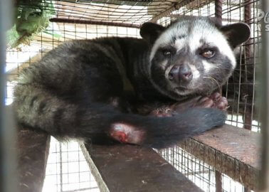 Kopi Luwak: The Coffee That’s Cruelty in a Cup