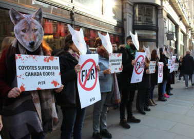 Fur-Free Friday: PETA Supporters Descend on Canada Goose and House of Fraser
