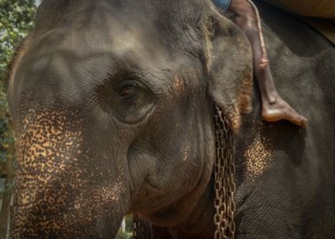 Elephant Dies in Sri Lanka After Being Forced to Give Tourist Rides