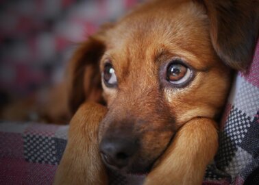 The Animals Who Suffer When Fireworks Go Off