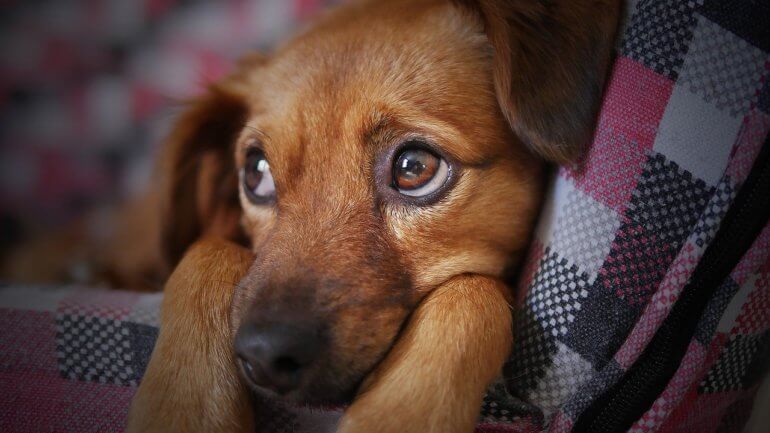 Why PETA Wants You to Stop Saying 'Pet' Why PETA Wants You to Stop Saying 'Pet'