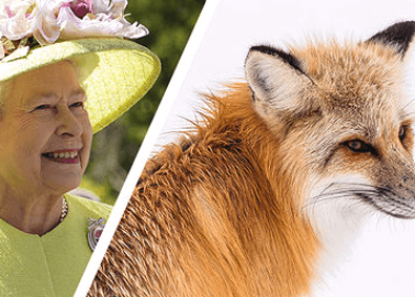 HUGE NEWS: The Queen Has Gone Fur-Free!