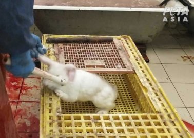 Rabbits Bludgeoned With a Pipe, Chinchillas Electrocuted – Help Stop This Cruelty!