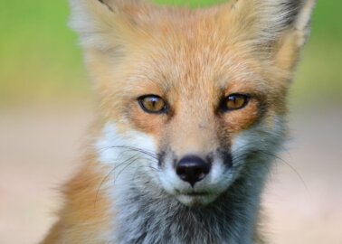 Victory! National Trust Bans Trail Hunting on Its Land