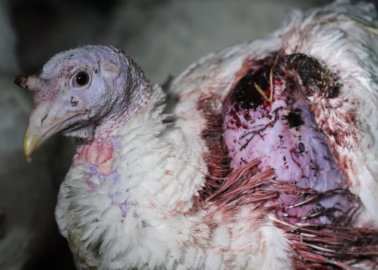 You’ll Never Eat Turkeys Again After Reading This