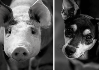 Barbaric Car-Crash Experiments: Dogs and Pigs Strapped Into Seats, Smashed Into Walls