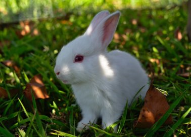 Progress! Avon Products, Inc, Takes Steps Towards Becoming Cruelty-Free