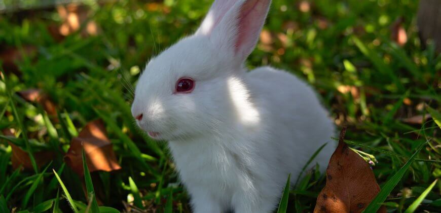 Progress! Avon Products, Inc, Takes Steps Towards Becoming Cruelty-Free
