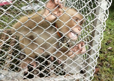 Driven Insane, Kept on Chains: Did Monkeys Pick Your Coconuts?