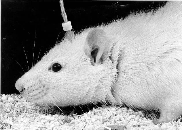 Year of the Rat: Here Are 4 Ways Rats Suffer in Experiments and How You Can  Help Them