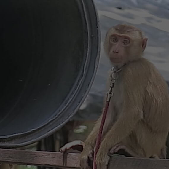 Speak Up for Monkeys Chained and Driven Insane for Coconut Products