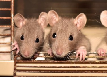 Year of the Rat: Here Are 4 Ways Rats Suffer in Experiments and How You Can Help Them