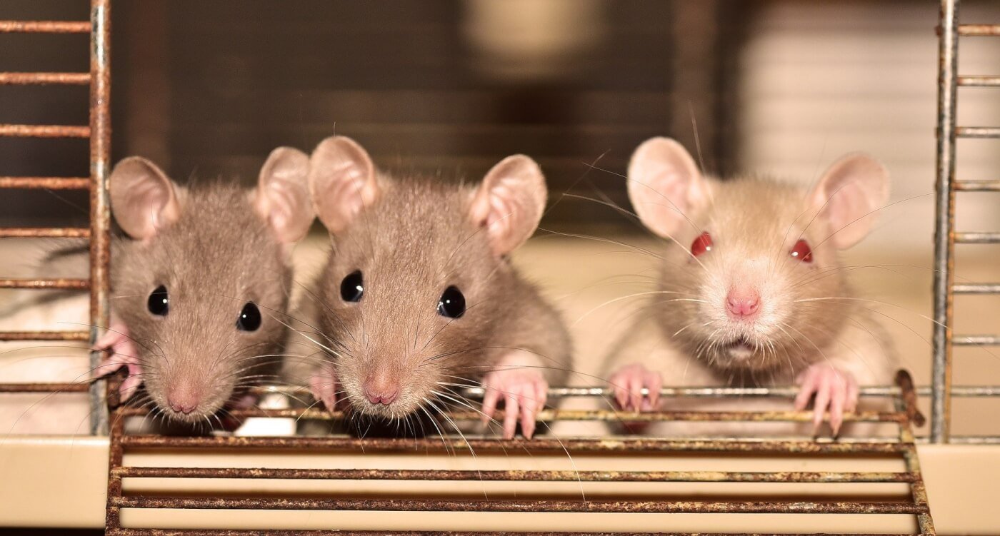 Year of the Rat: Here Are 4 Ways Rats Suffer in Experiments and How You Can  Help Them