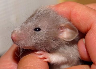 Year of the Rat: 15 Fascinating Facts About Rats