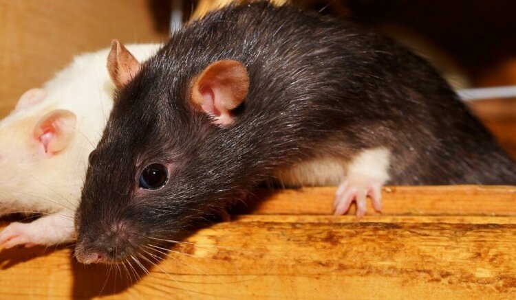 Helpful Rats Year of the Rat: 15 Fascinating Facts About Rats