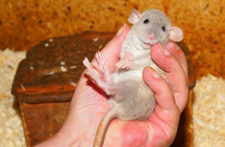 Year of the Rat 15 Fascinating Facts About Rats