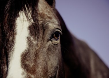 Horse Whipping Cruelty: PETA Australia Files Criminal Charges