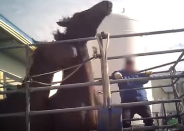 Irish Horse Killed in South Korea’s Largest Horse Abattoir; Workers Fined for Illegal Slaughter Methods