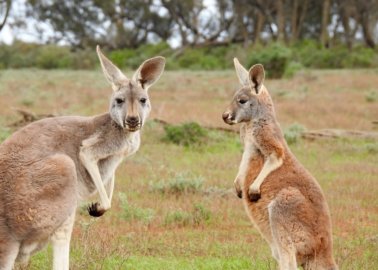 Paul Smith Confirms Kangaroo-Skin Ban