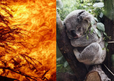 Australian Bushfires: How You Can Help Animals