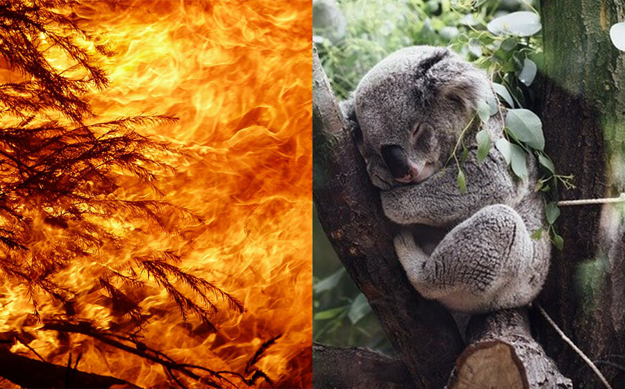 Australian Bushfires: How You Can Help Animals Australian Bushfires: How You Can Help Animals