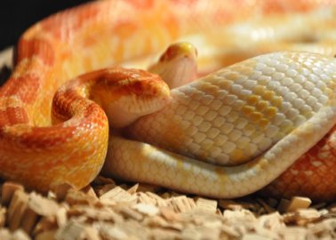 Urge Defra to Help Snakes Confined to Cramped Tanks