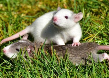 COVID-19 Proves We Can’t Waste Time on Animal Tests – Help PETA End Them