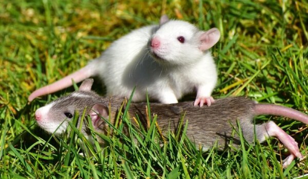 Year of the Rat: 15 Fascinating Facts About Rats