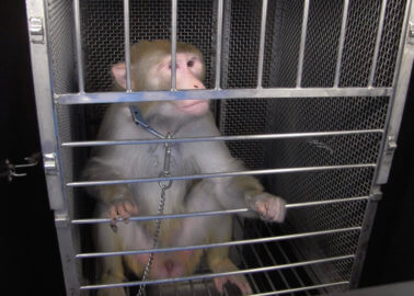 Inside a Fear Laboratory: Brain-Damaged Monkeys Terrorised With ‘Snakes’