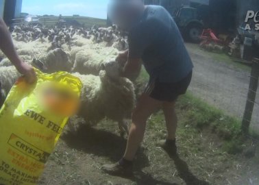 Landmark Case: Sheep Farmer Pleads Guilty After Being Filmed Punching Sheep in the Face