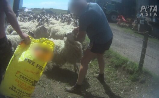 The criminal charges against the farmer, William Martin Brown, were the result of a formal complaint and video evidence that PETA Asia submitted to the Scottish SPCA after an eyewitness saw him viciously punch sheep in the face on his farm near Howgate in 2018.
