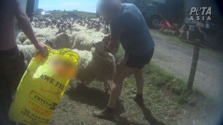 The criminal charges against the farmer, William Martin Brown, were the result of a formal complaint and video evidence that PETA Asia submitted to the Scottish SPCA after an eyewitness saw him viciously punch sheep in the face on his farm near Howgate in 2018.