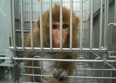 Still Almost a Half Million Experiments on Animals in Dutch Laboratories