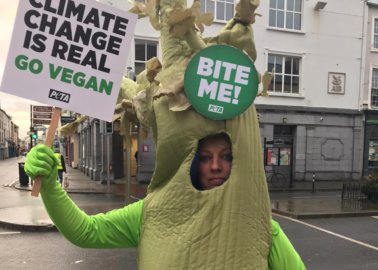 Giant ‘Celery’ ‘Stalks’ Politicians With Vegan Message