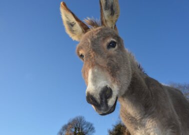 World Donkey Day: 10 Delightful Donkey Facts