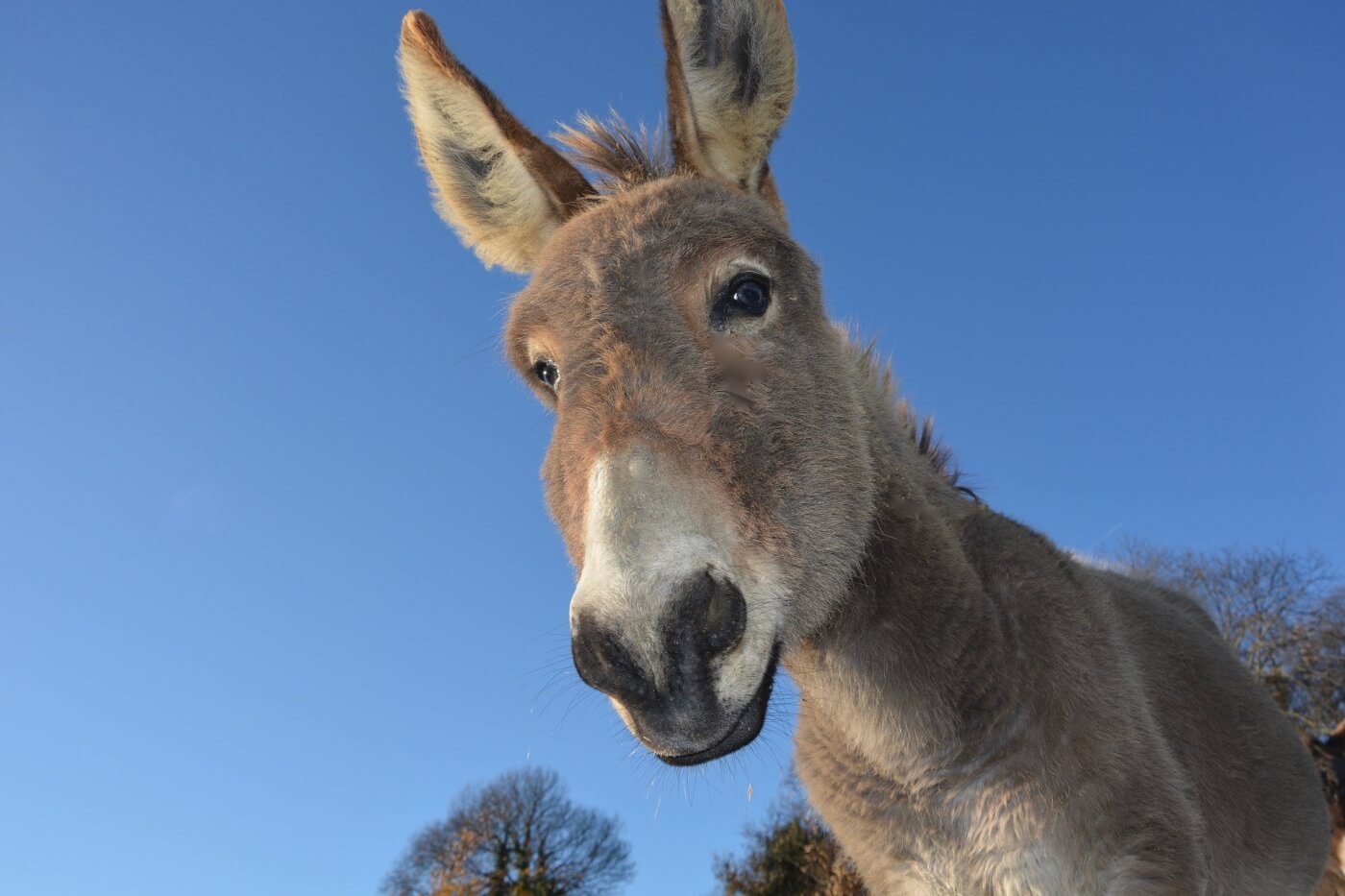 Donkey,mule,pack animal,stubborn,stupid - free image from needpix.com